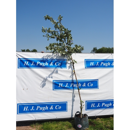 Lot 933       