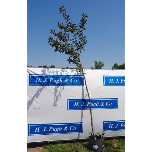Lot 934       