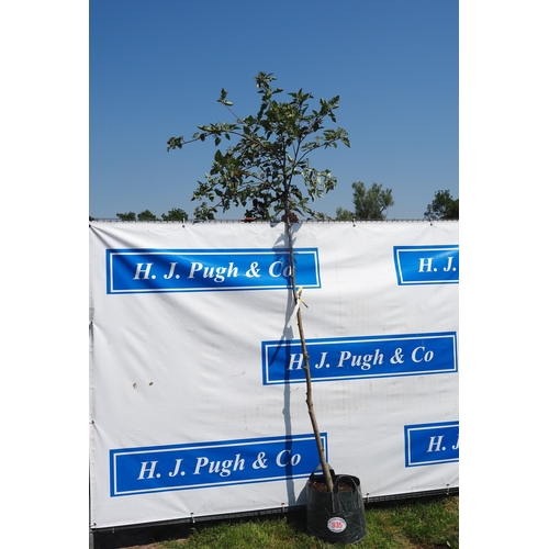 Lot 935       
