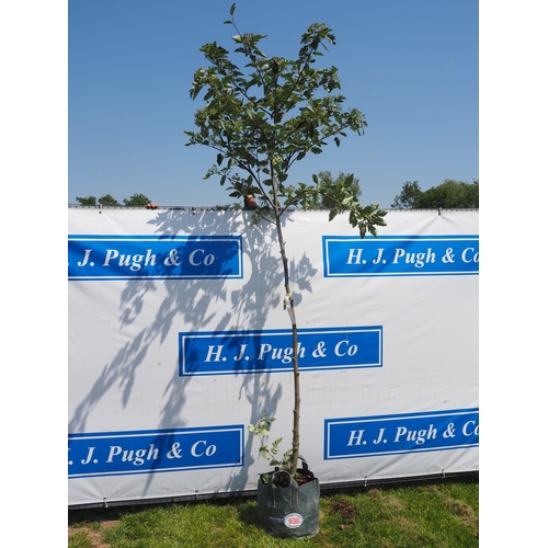 Lot 936       