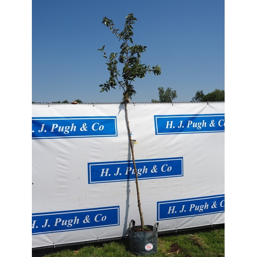 Lot 937       