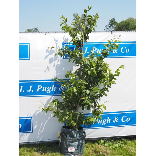 Lot 940       
