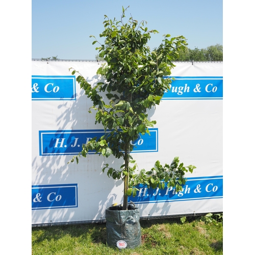 Lot 941       