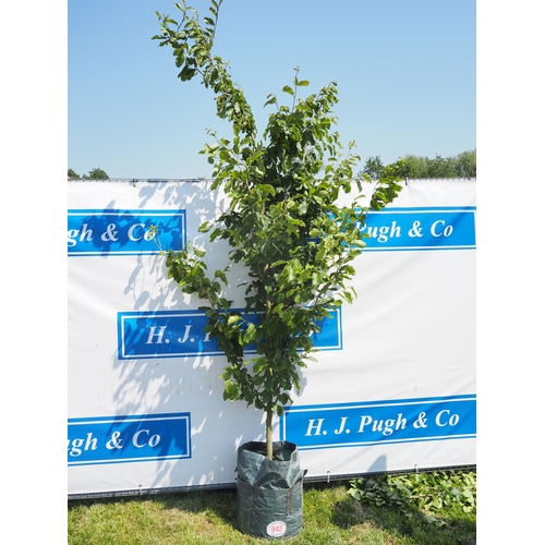 Lot 942       