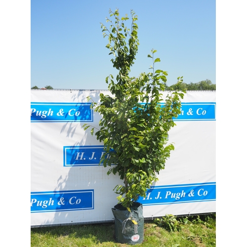 Lot 943       