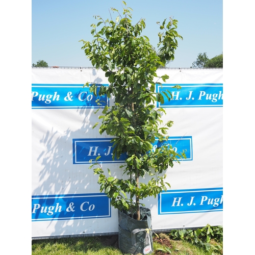 Lot 944       