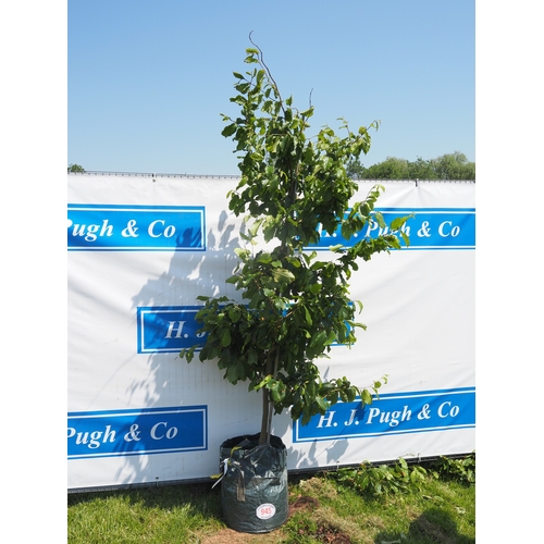 Lot 945       