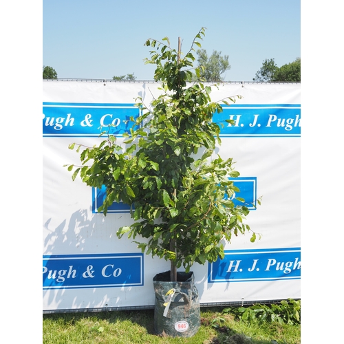 Lot 946       