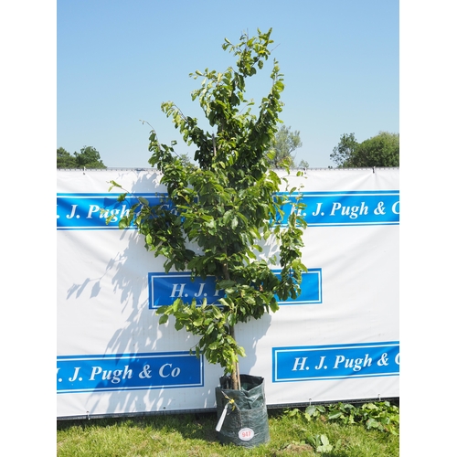 Lot 947       