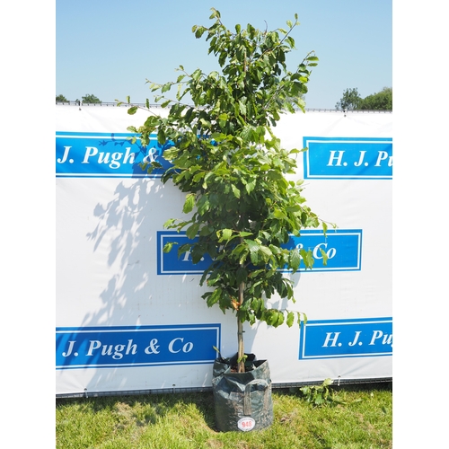 Lot 948       