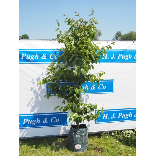 Lot 949       