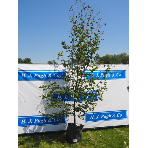 Lot 950       