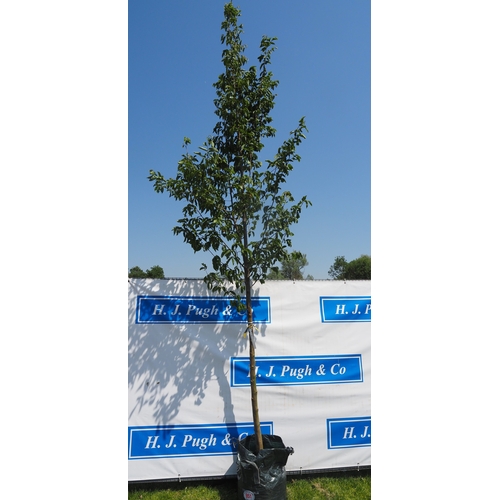 Lot 951       