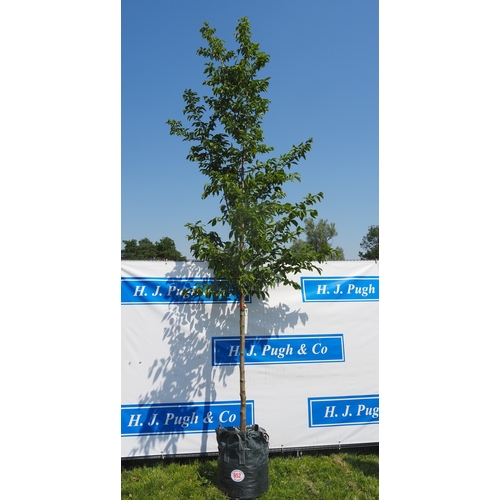 Lot 952       
