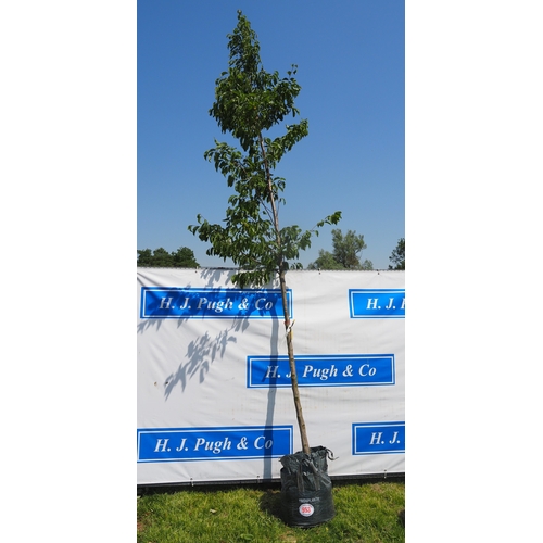 Lot 953       
