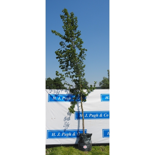 Lot 954       