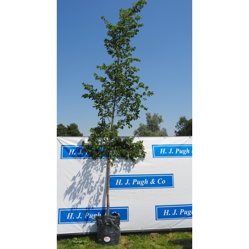 Lot 955       