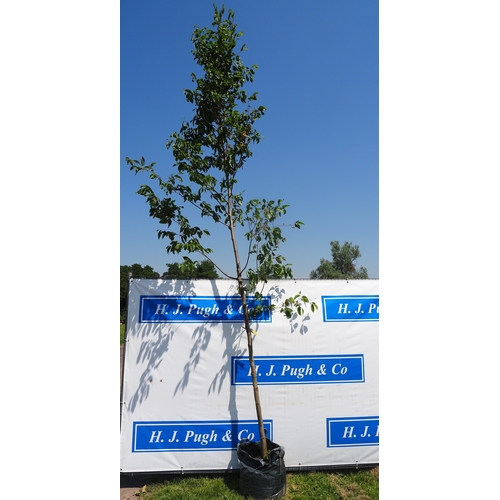 Lot 956       