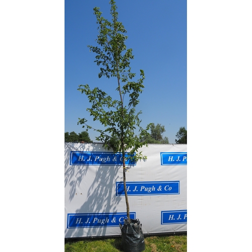 Lot 957       