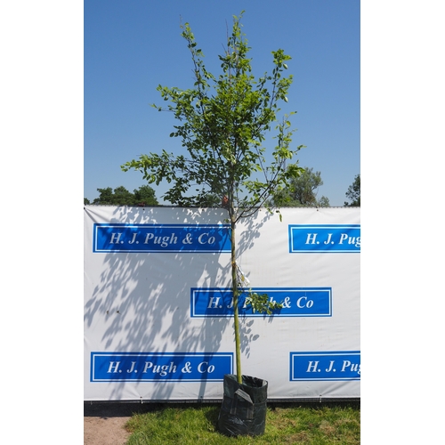 Lot 958       