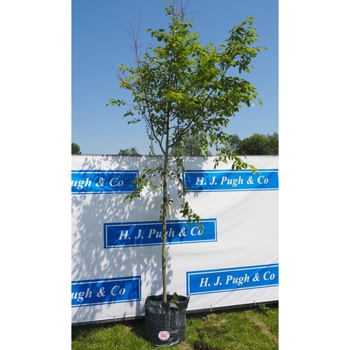 Lot 960       