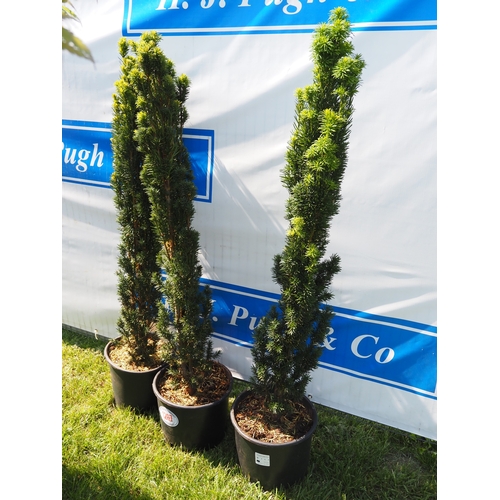 Taxus Baccata 5ft - 3