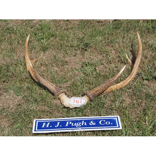 767 - Deer antlers