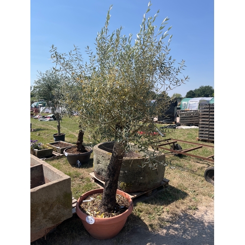 751A - Olive tree 7ft