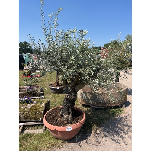 753A - Specimen olive tree 6ft