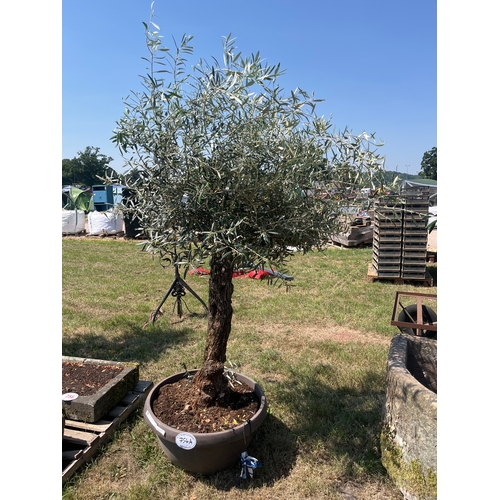 754A - Olive tree 6ft