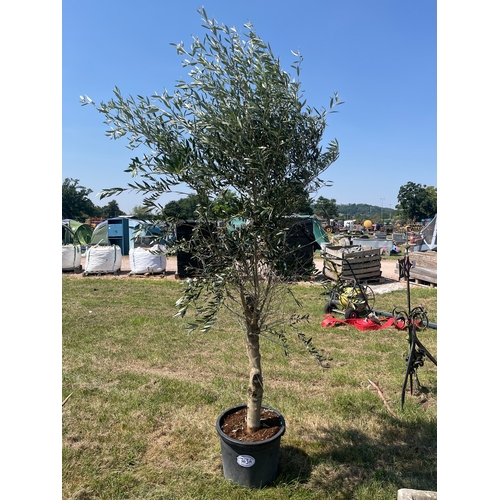 Lot 763A      