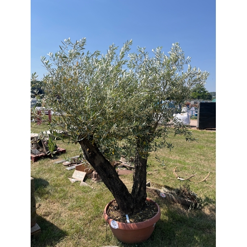 Lot 765A      