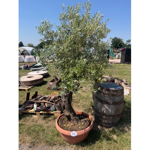 Lot 769A      