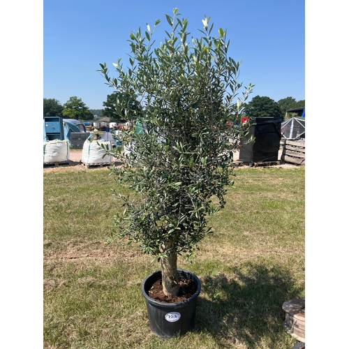 Lot 771A      