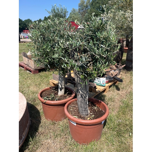 Lot 772A      