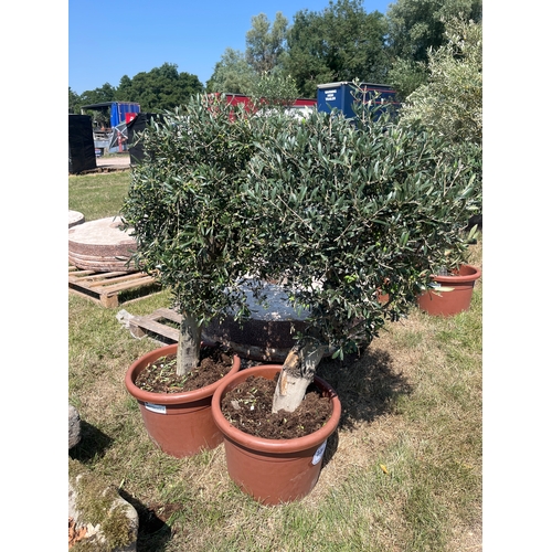 Lot 776A      