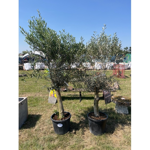 Lot 785A      