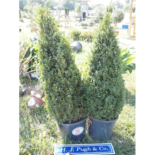 Lot 15        