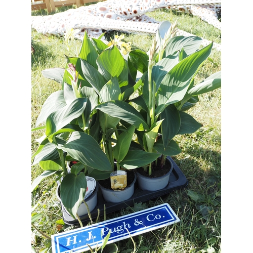 Lot 16        