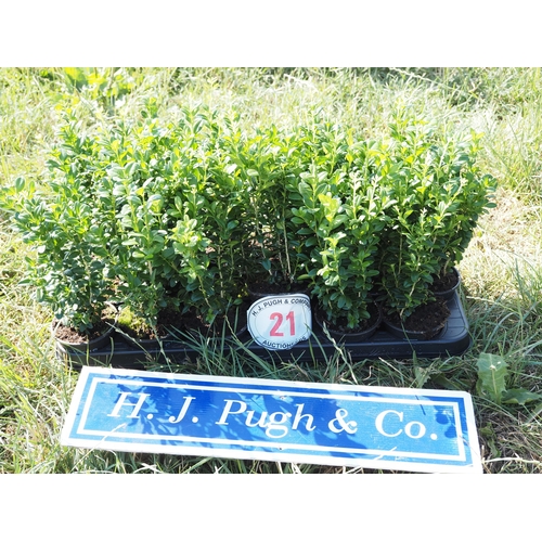 Lot 21        