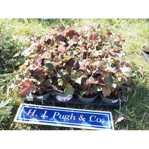 Lot 24        