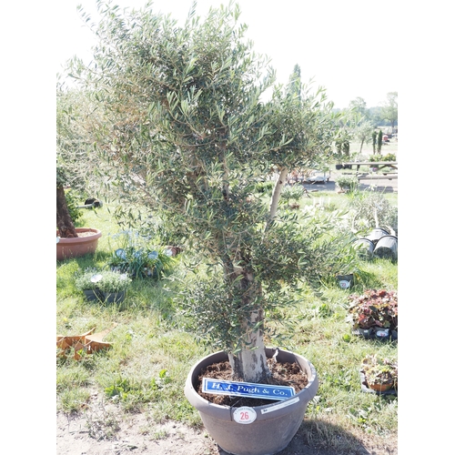 Lot 26        