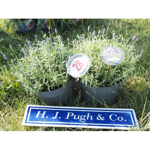 Lot 28        
