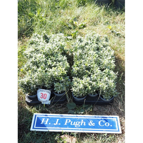 Lot 30        