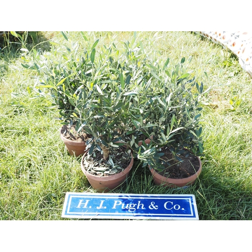 Lot 35        