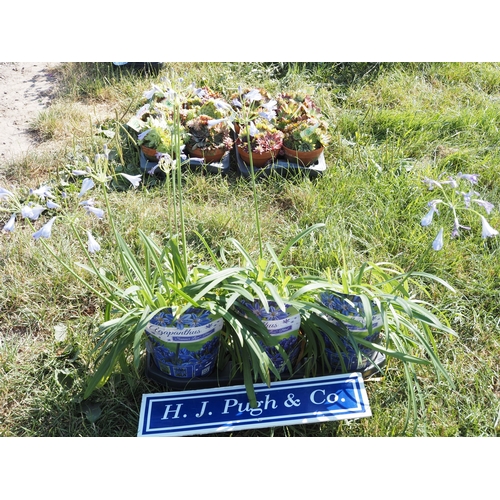 Lot 51        