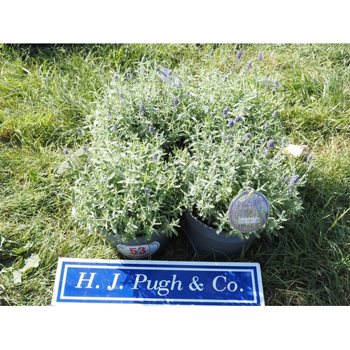 Lot 53        
