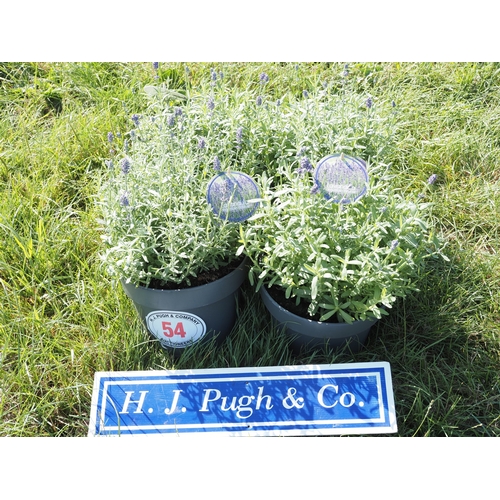 Lot 54        