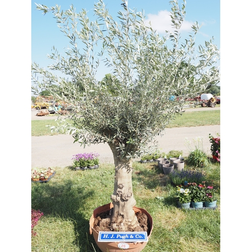 Lot 57        