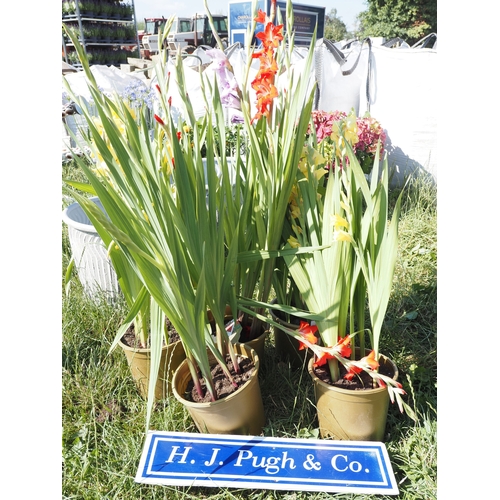 Lot 6         